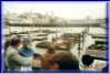FW_JandG_Pier39_seals-looking