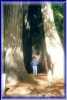 Jon_in_Sequoia1