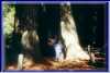 Jon_in_Sequoia2