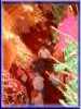 101-0106_IMG