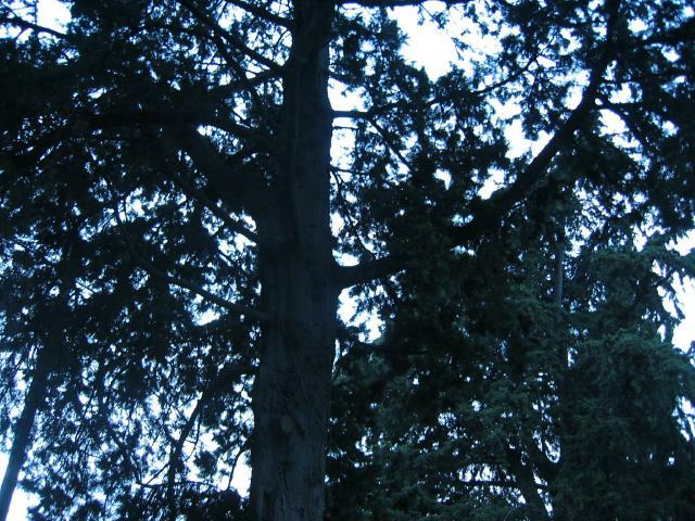IMG_4001