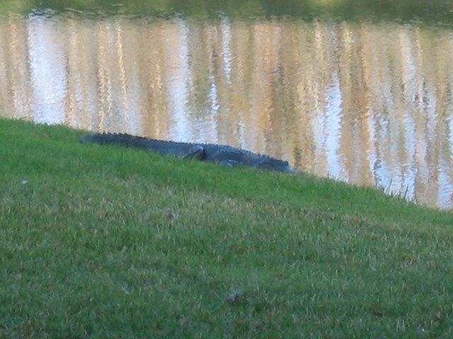 Image 1 of 65  -  67 kB