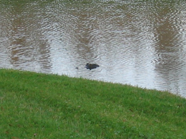 Image 64 of 65  -  88 kB