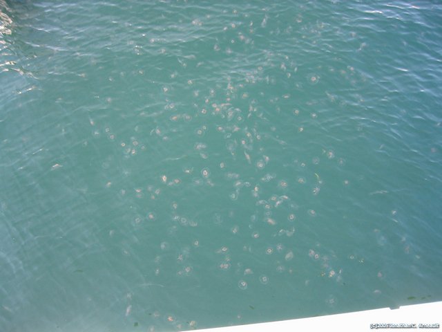 Image 8 of 72  -  41 kB