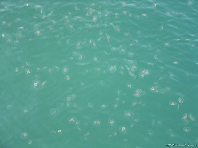 Image 10 of 72  -  30 kB