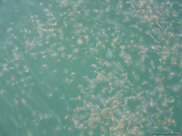 Image 18 of 72  -  50 kB
