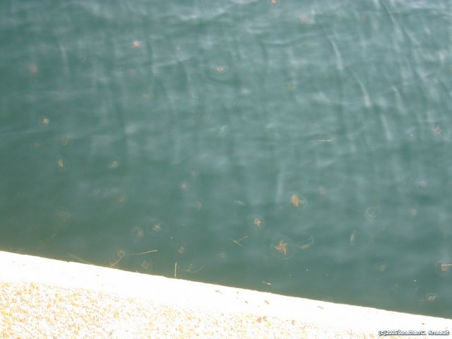 Image 24 of 72  -  32 kB